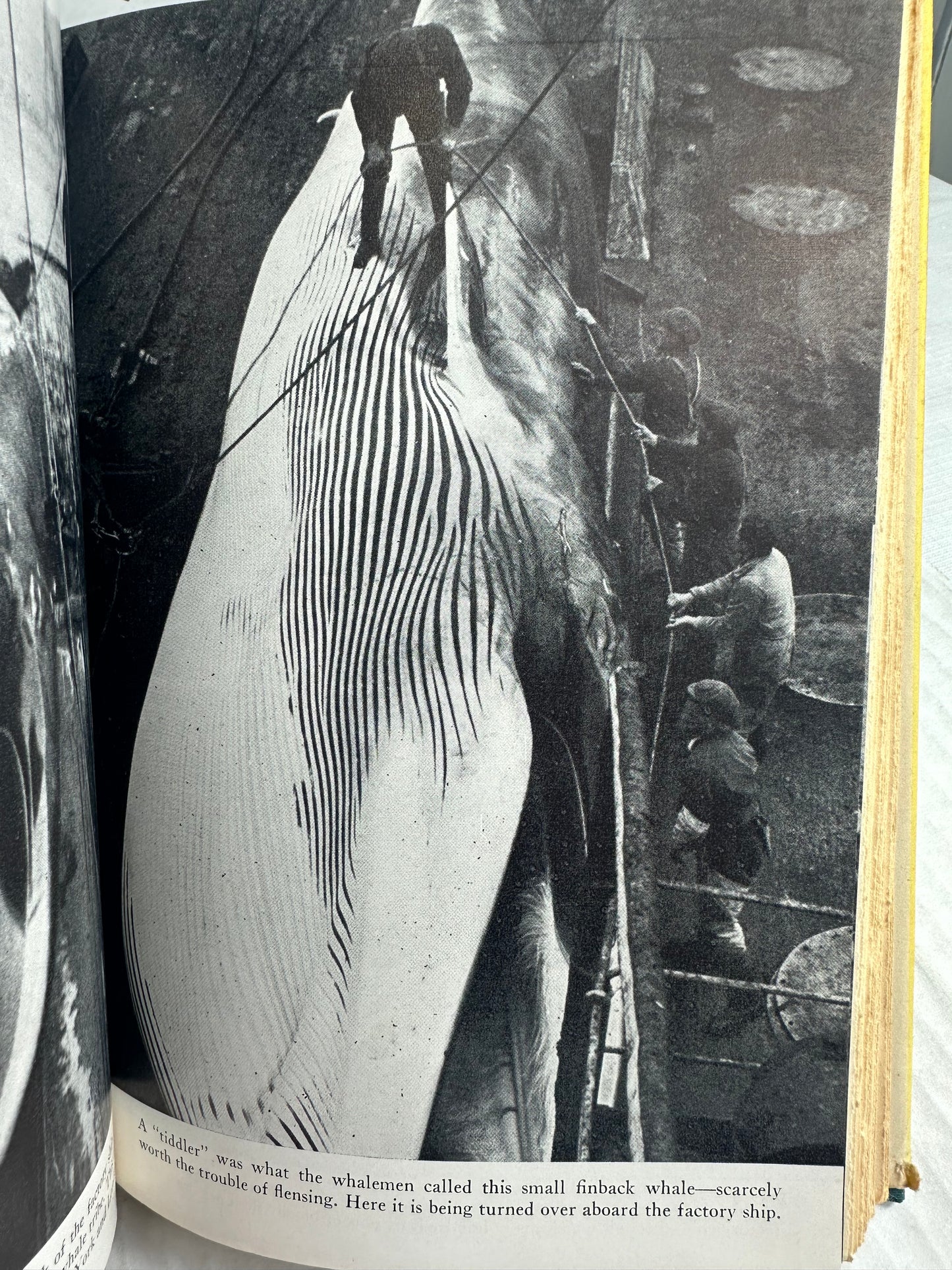 Of Whales and Men R. B. Robertson 1954