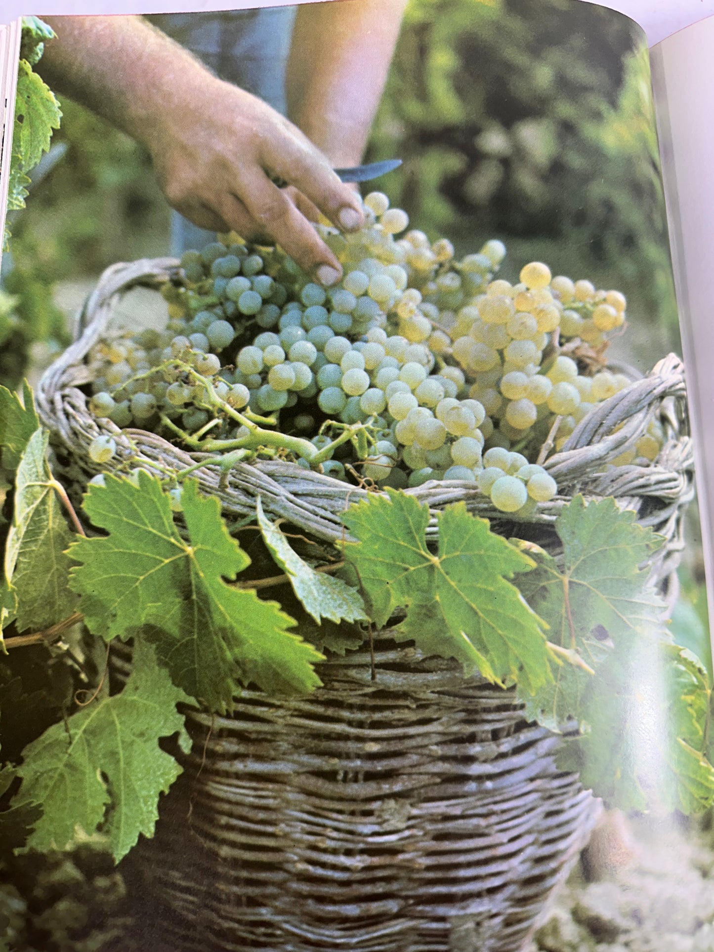 Wine by Hugh Johnson