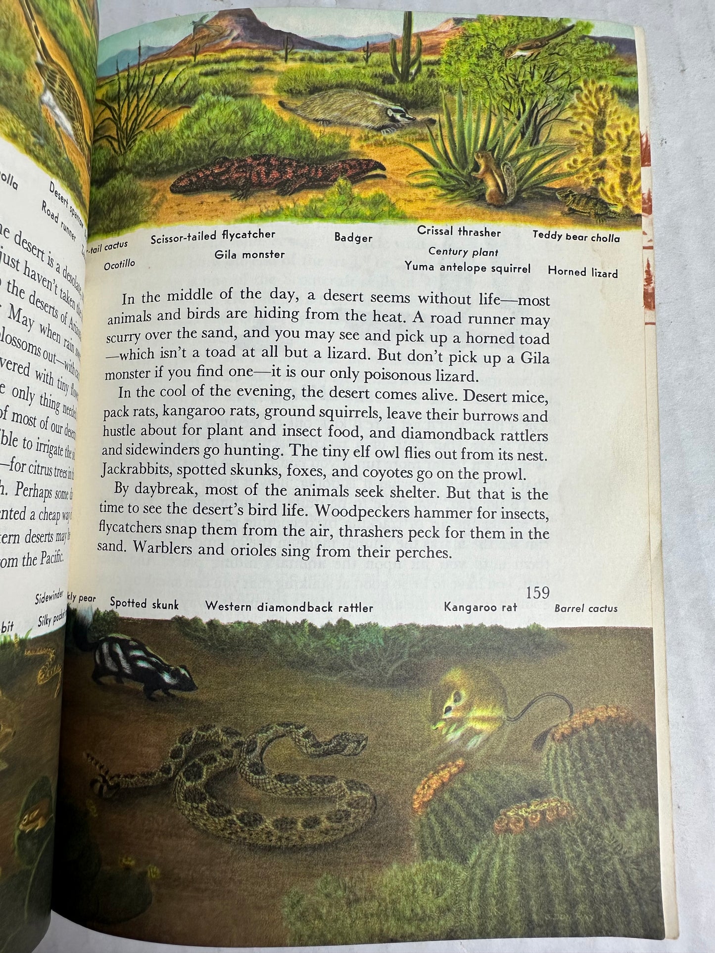 Boy Scout Handbook 1963