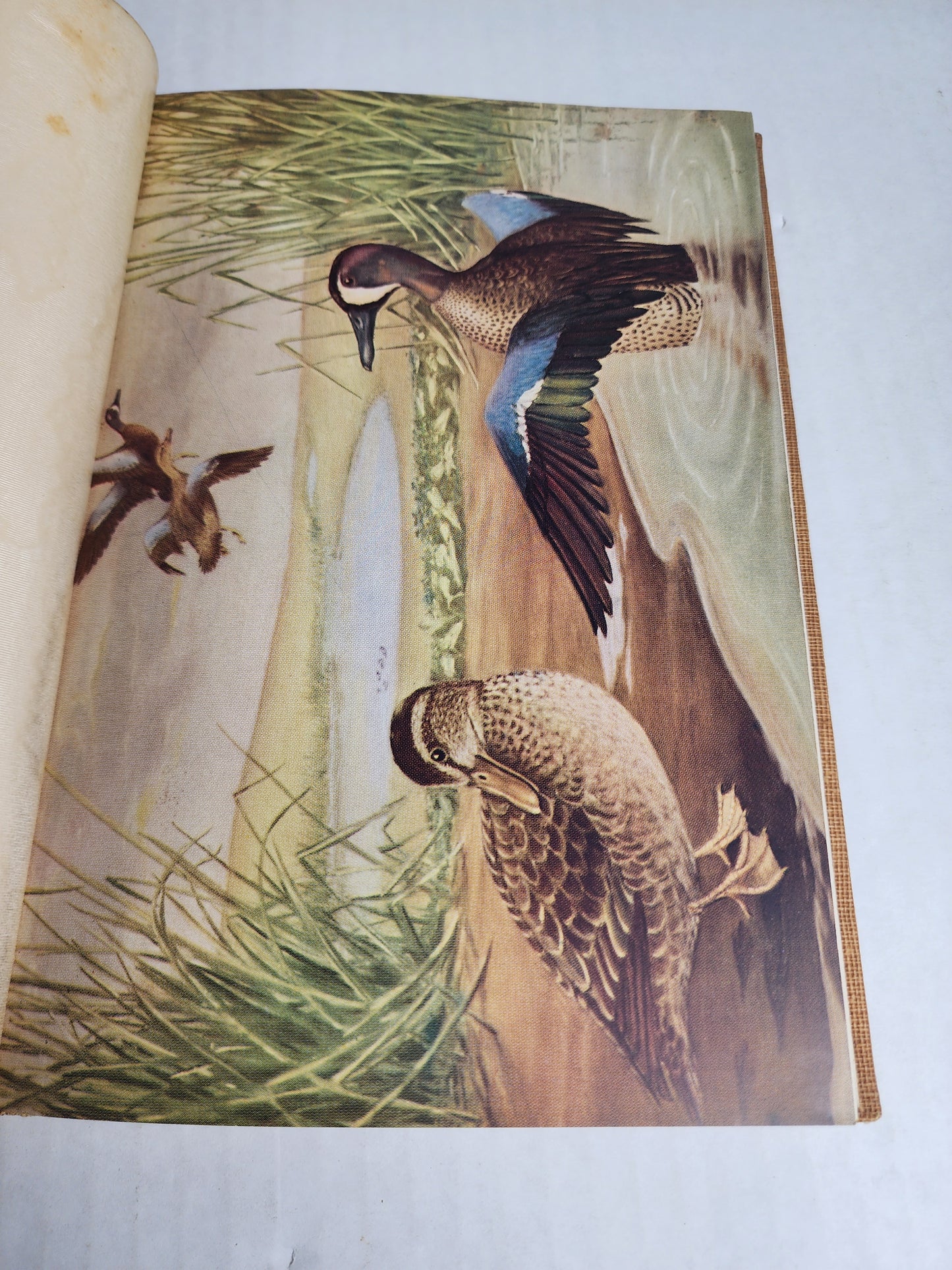 The Blue-Winged Teal It's Ecology and Management